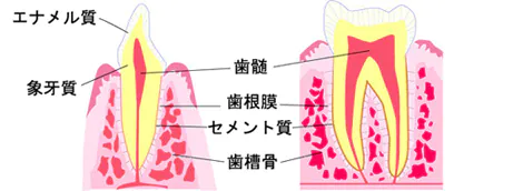 歯の構造